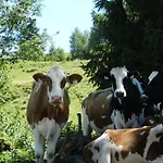 Bauernhof Thurnummerstall *