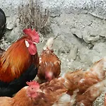 Bauernhof Bauernhof Thurnummerstall *