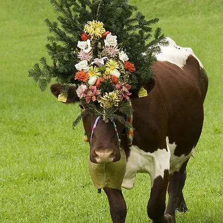 Farm stay Bauernhof Thurnummerstall *