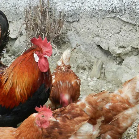 Çiftlik konaklama Bauernhof Thurnummerstall *