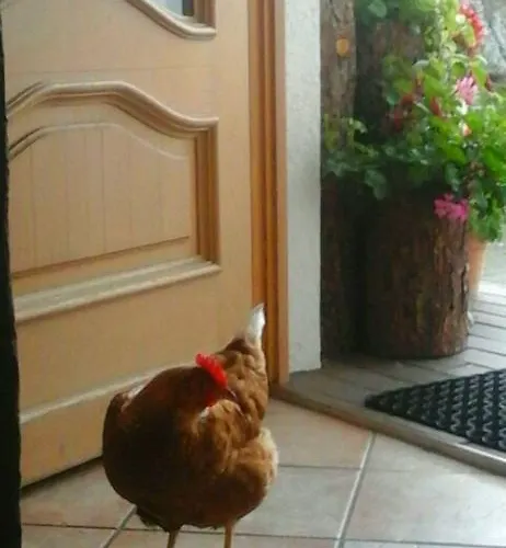 בית חווה Bauernhof Thurnummerstall הולרבאך איםפינצגאו