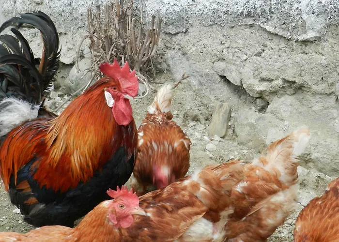 Gospodarstwo agroturystyczne Bauernhof Thurnummerstall *